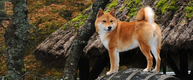 Shiba Inu