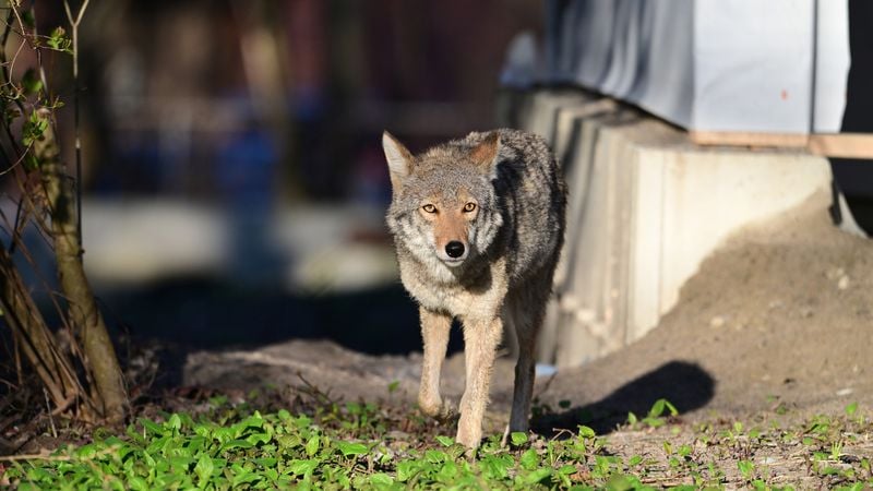 Remove Attractants