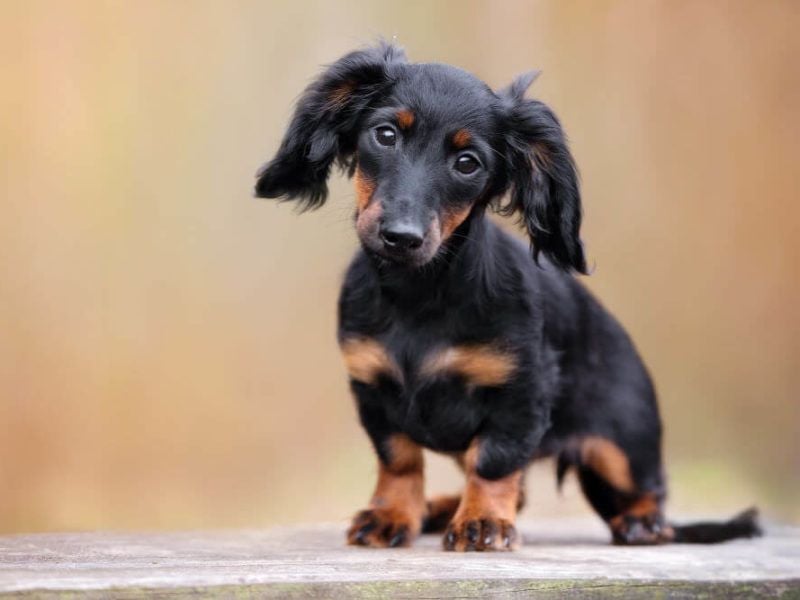 Dachshund: The Determined Digger