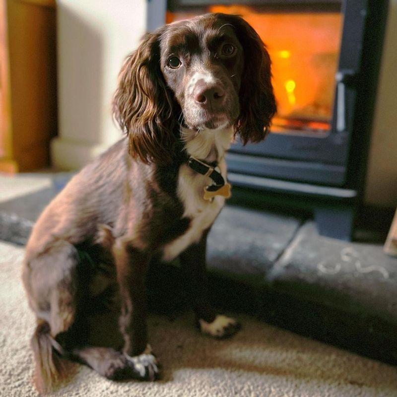 Cocker Spaniel