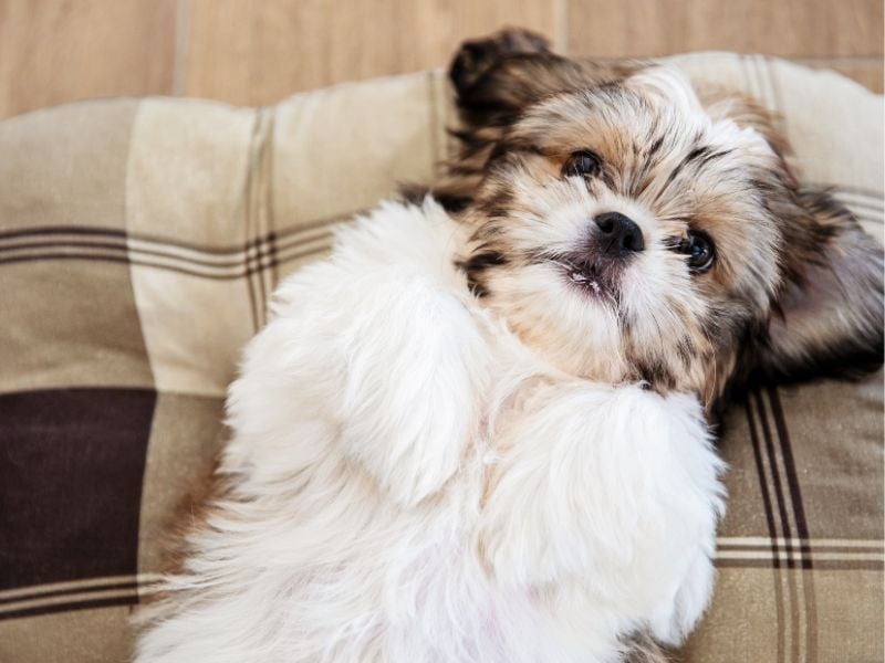 Shih Tzu
