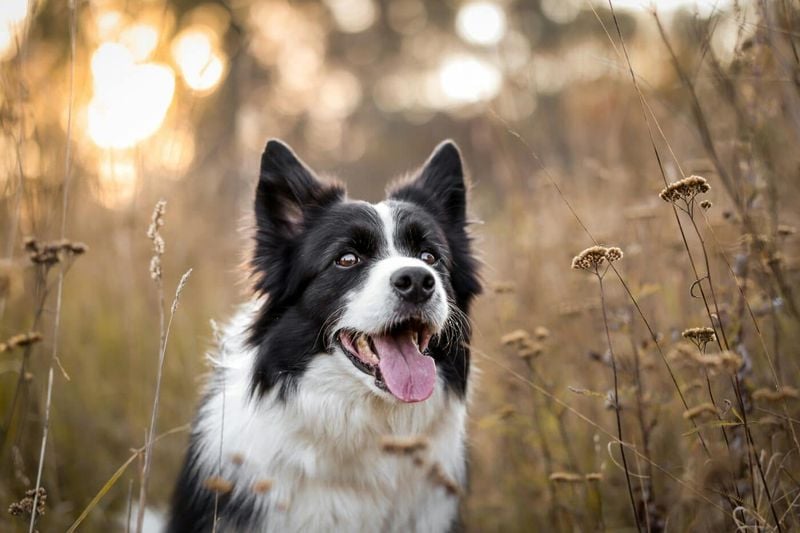 Border Collie