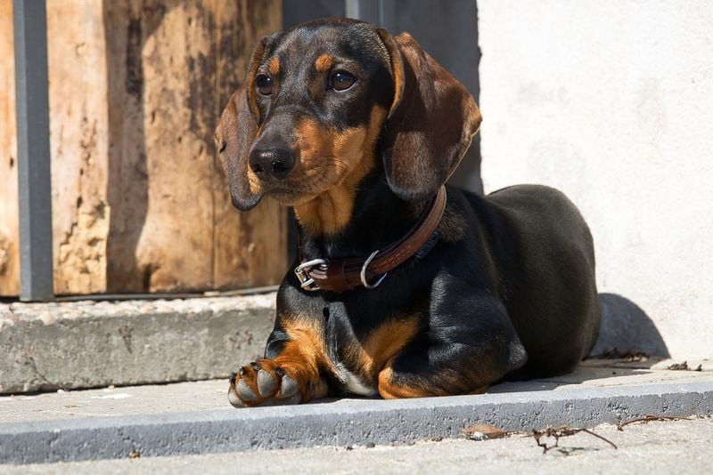 Dachshund: Long Body, Even Longer Loyalty
