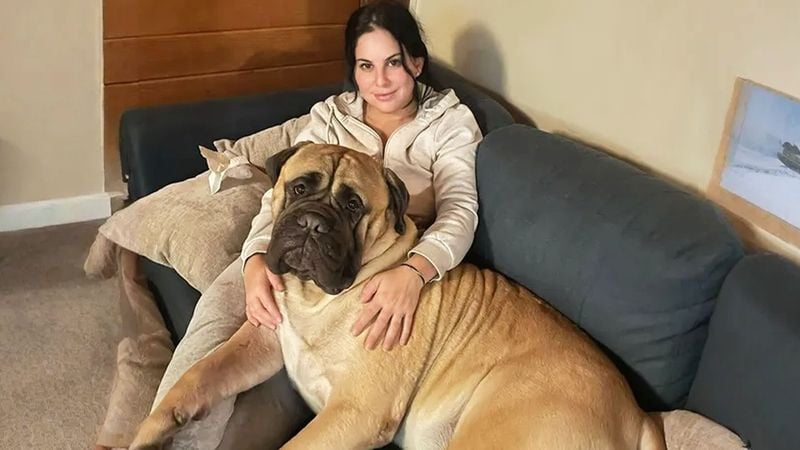 English Mastiff