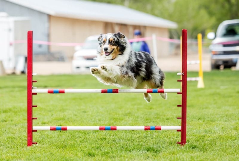 They Excel at Dog Sports