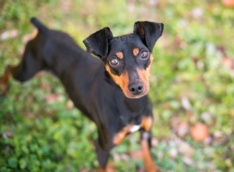 Manchester Terrier: The Sleek Strategist