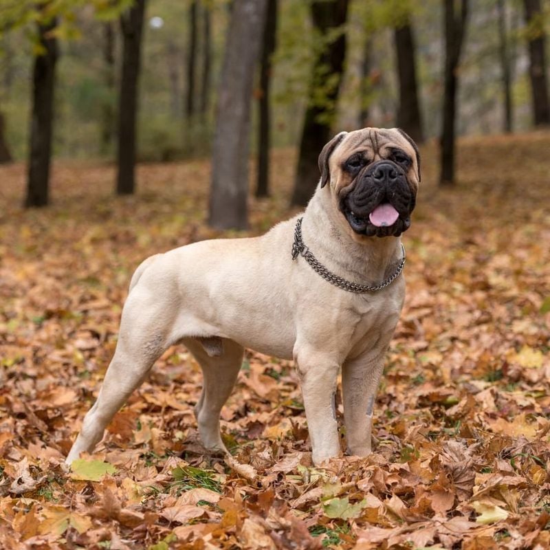 Bullmastiff