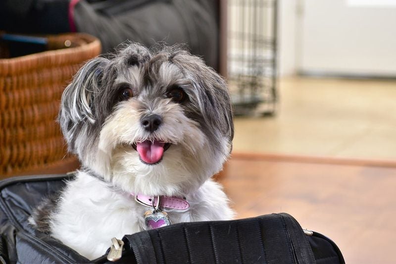 Havanese