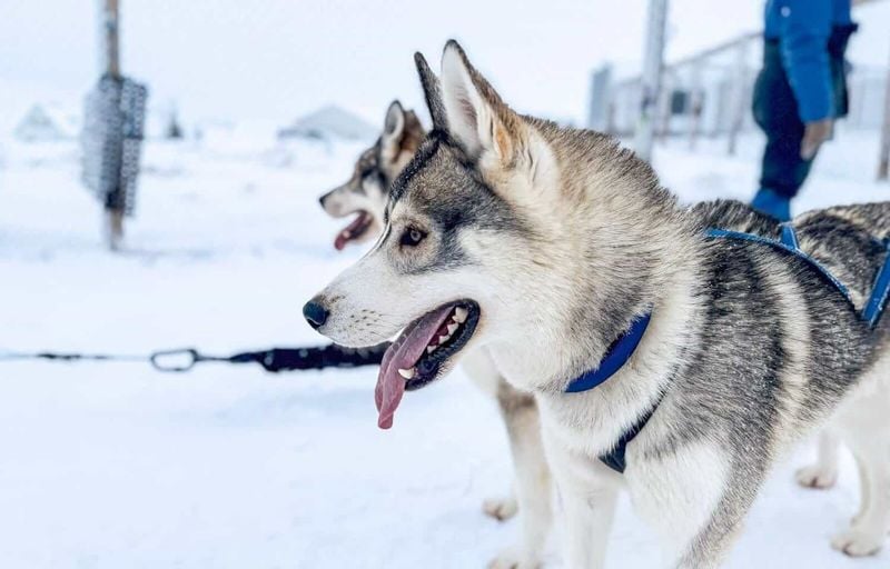 Siberian Husky: Born for the Wild