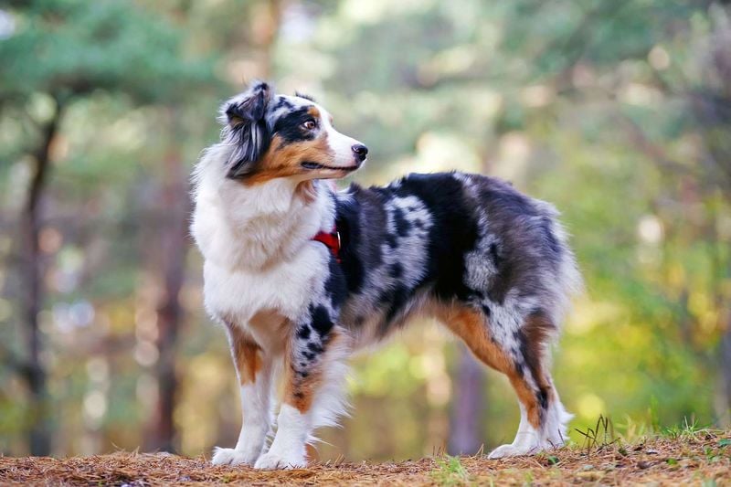 Australian Shepherd: The Vibrant Velcro Dog