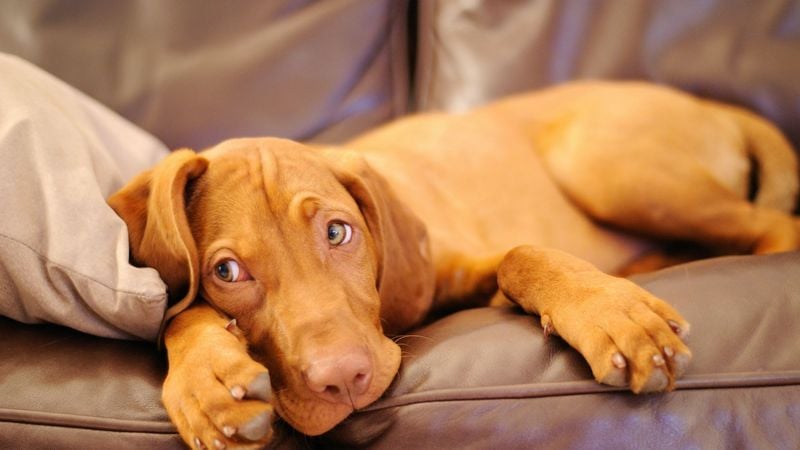 Vizsla: The Velvet Shadow