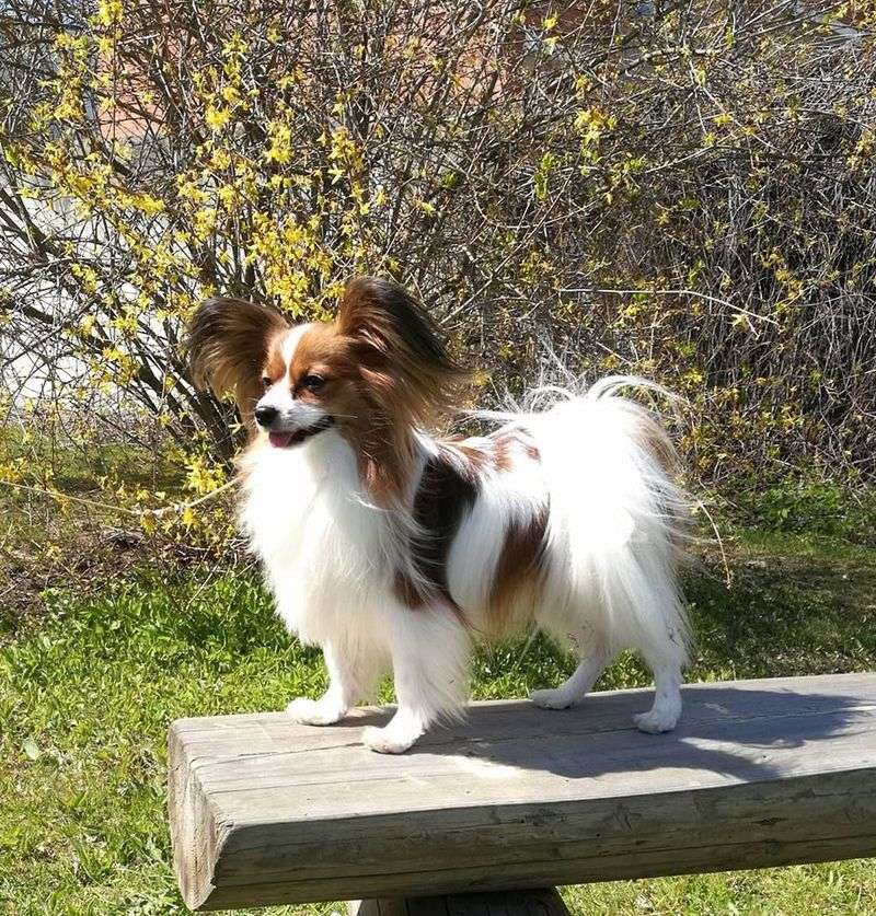 Papillon
