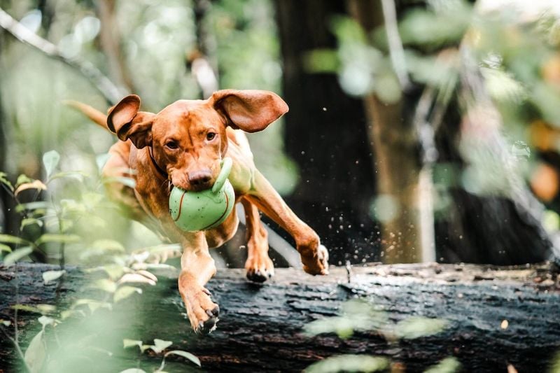 Vizsla: The Velcro Adventure Dog