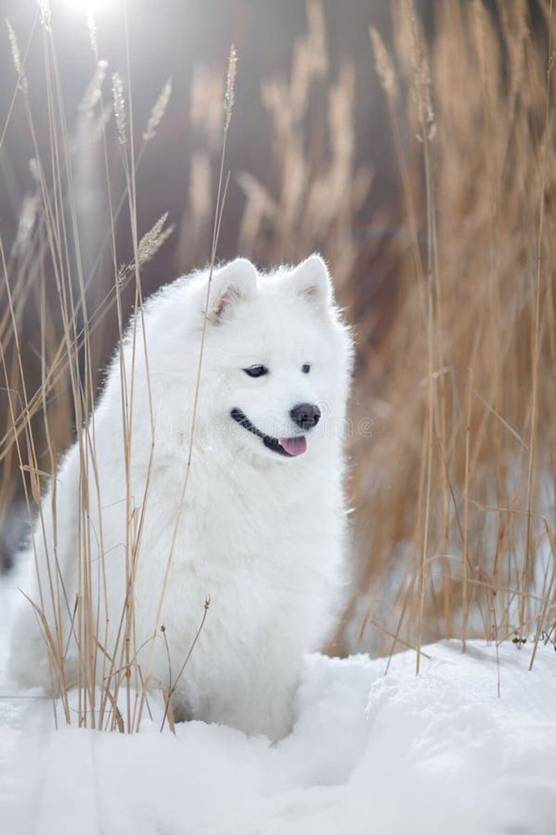 Samoyed