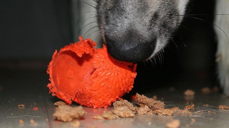 Anxiety Triggers Emotional Eating in Puppies
