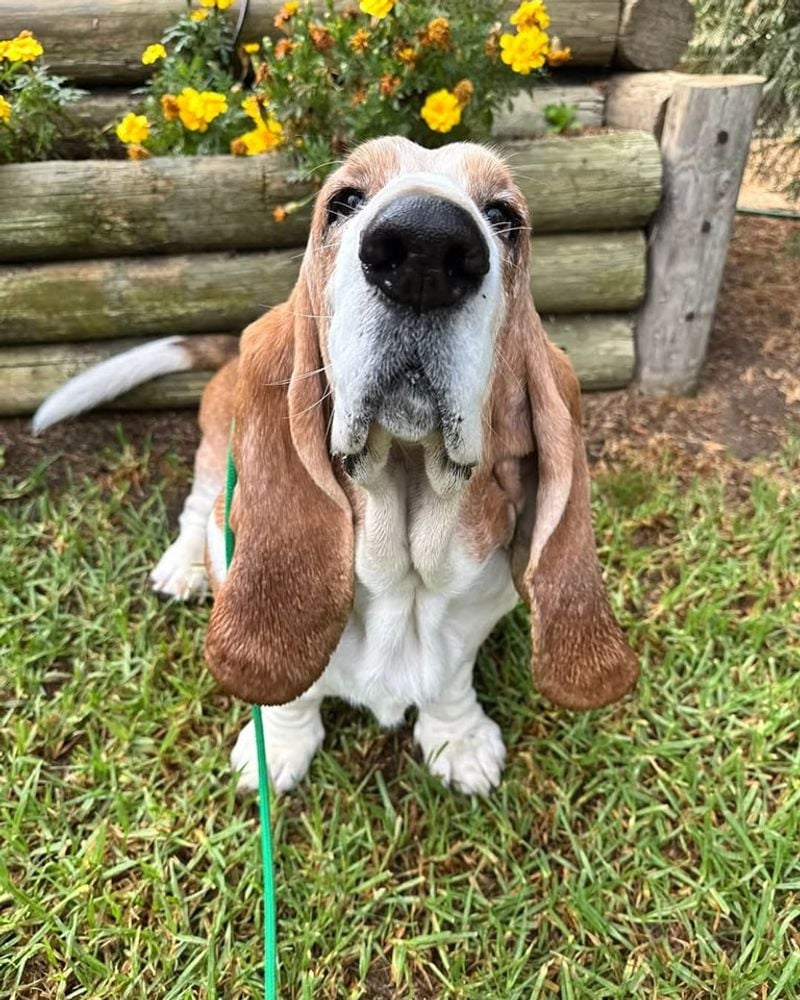 Basset Hound