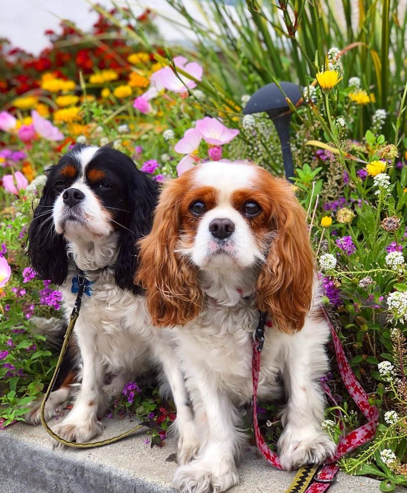 Cavalier King Charles Spaniel