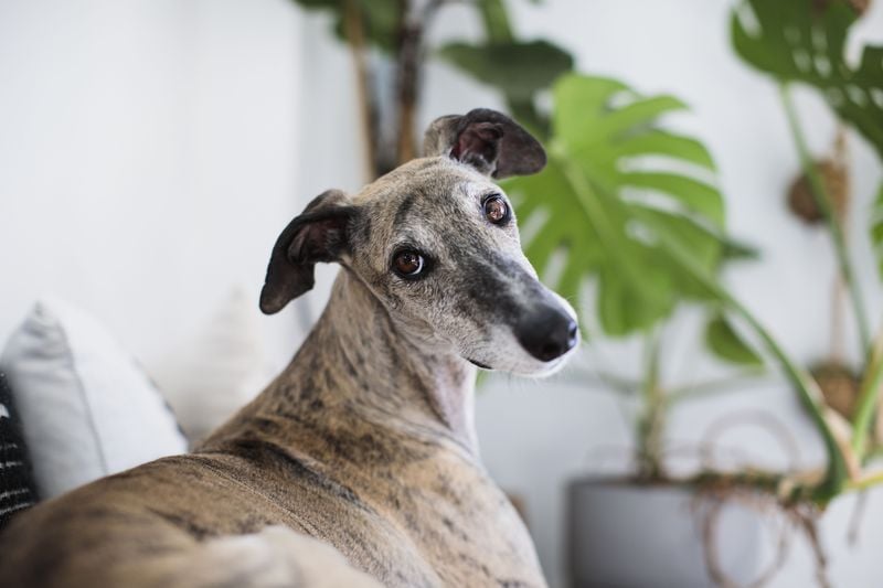 Greyhound: The Gentle Speedster