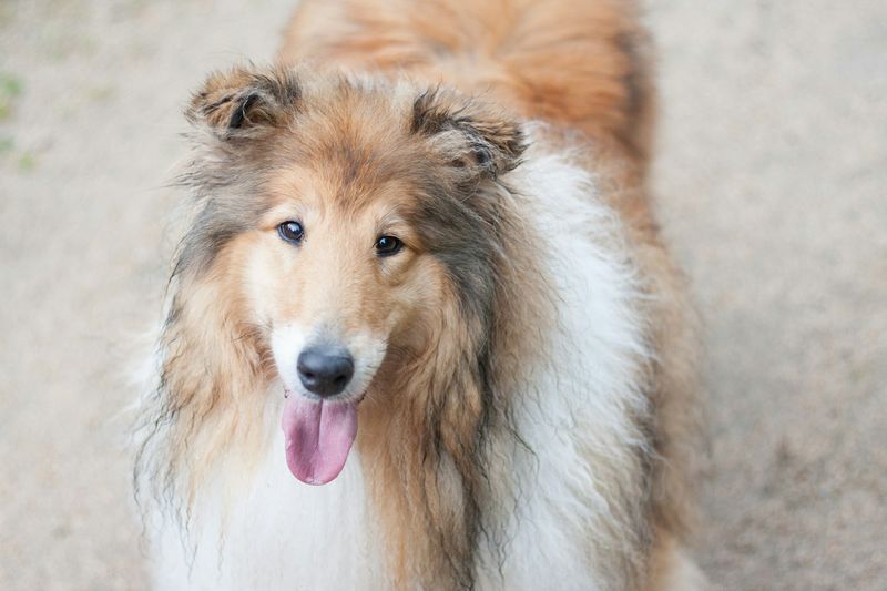 Shetland Sheepdog: The Emotional Weather Vane