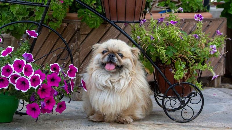Pekingese