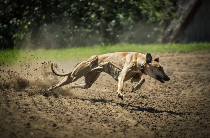 Greyhound