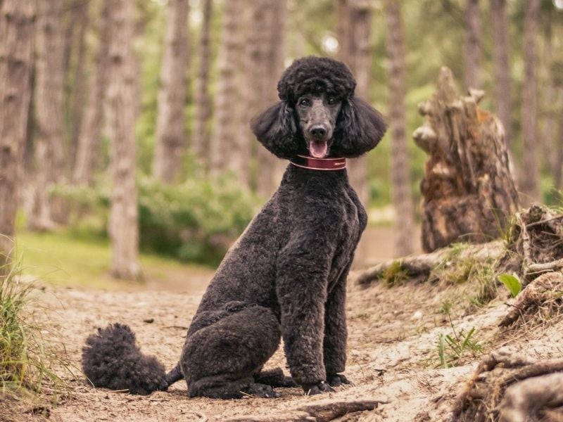 Standard Poodle