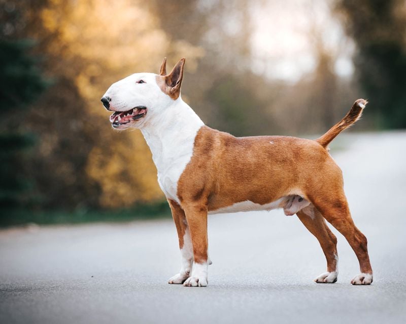 Bull Terrier: The Distinctive Profile