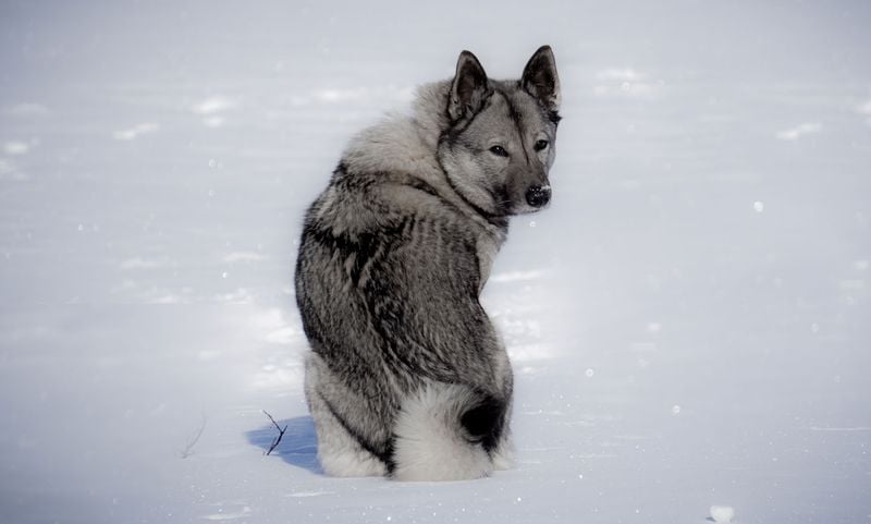 Norwegian Elkhound: Northern Tracker