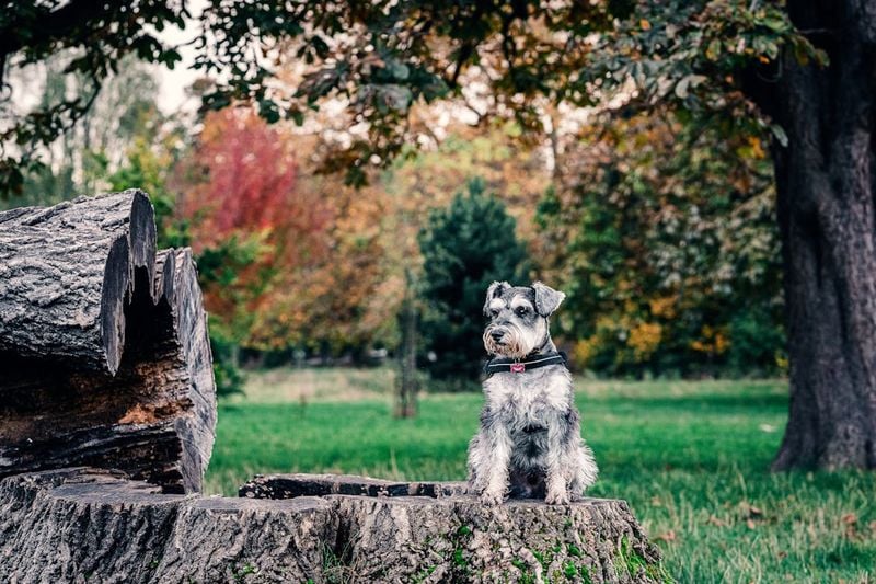 Schnauzer (Miniature, Standard, or Giant)