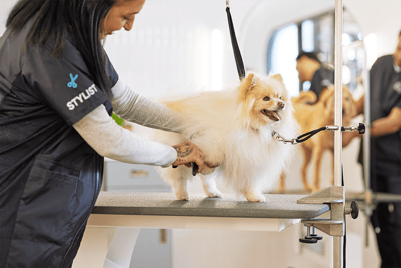 Keep Haircuts Appropriate for Breed