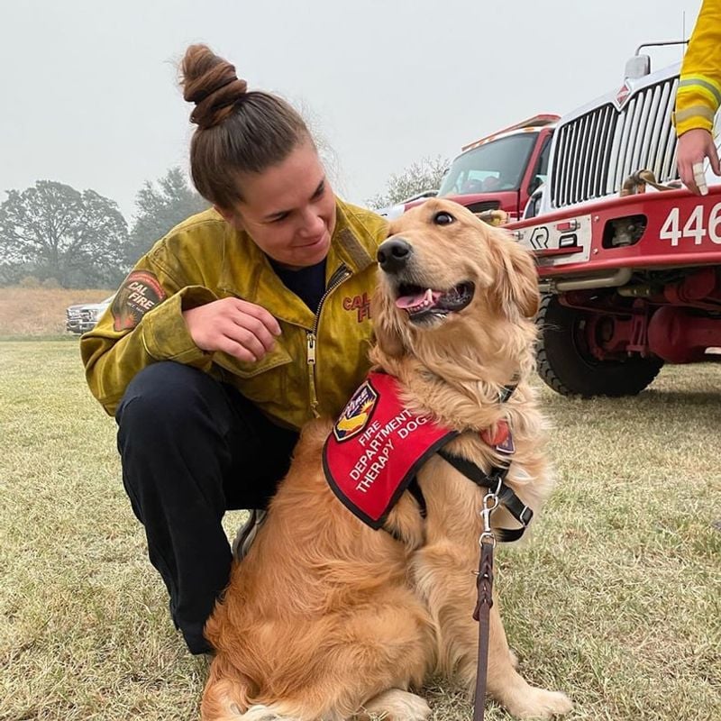 Golden Retriever: Nature's Emotional Support Animal