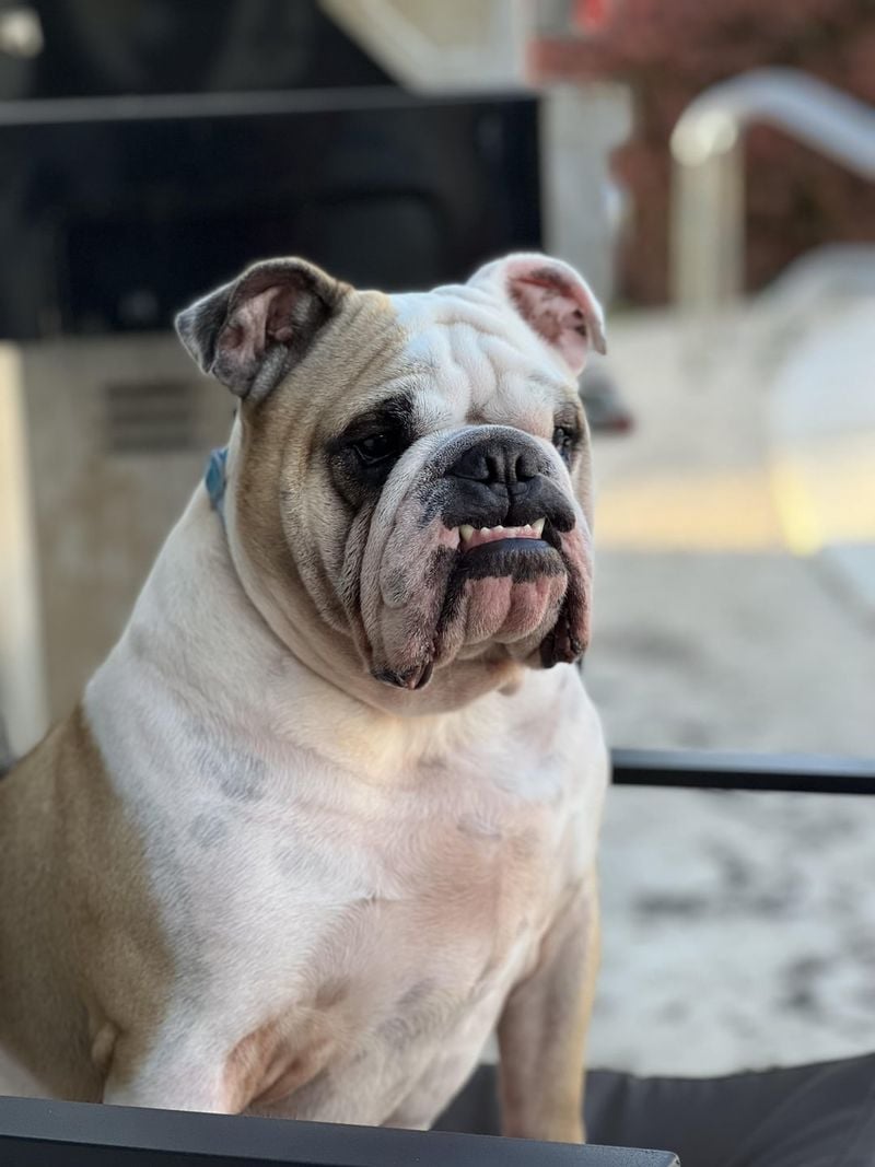 Bulldog