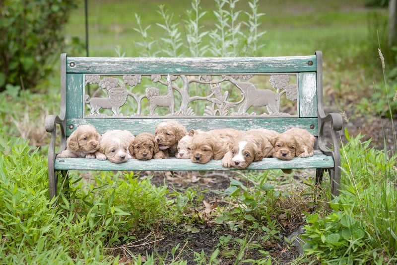 Cockapoo