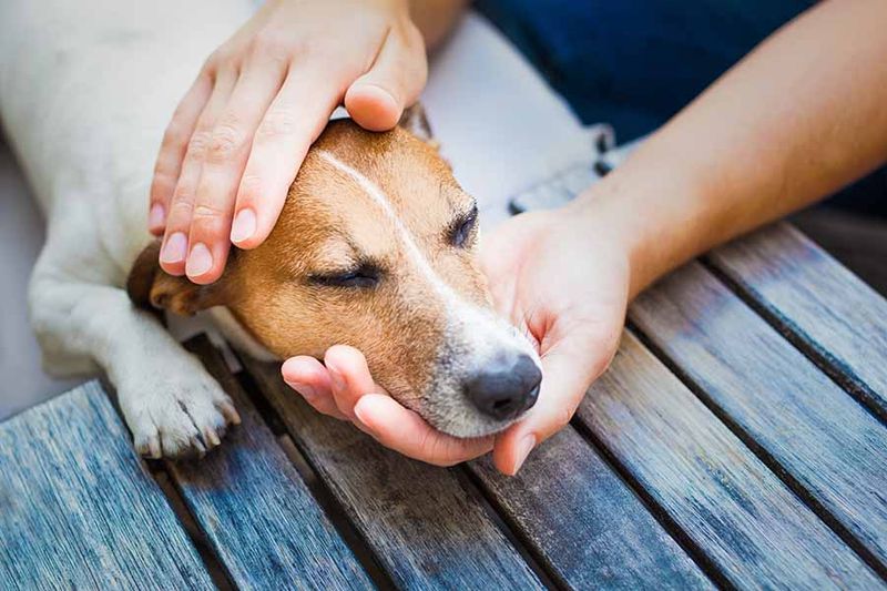They Demand Attention—And You Obey