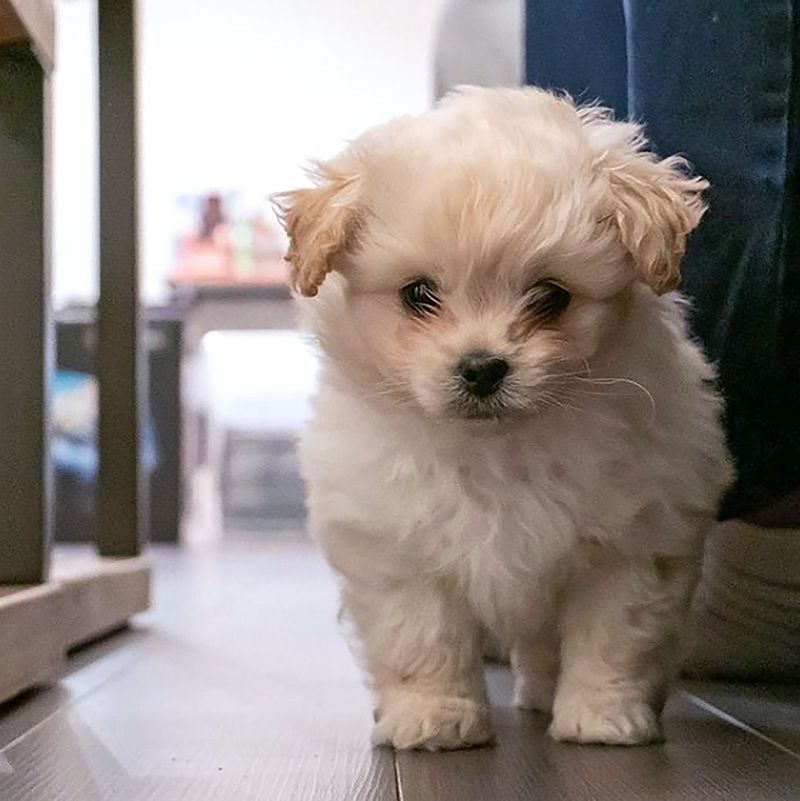 Peekapoo: The High-Maintenance Miniature