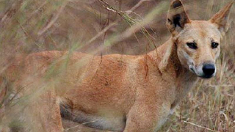 Genetic Changes in Early Dogs