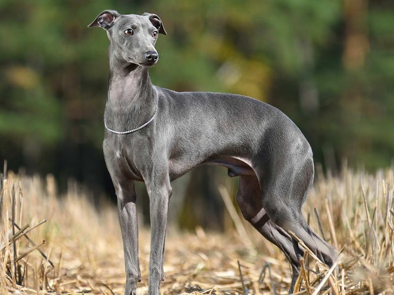 Italian Greyhound: The Sensitive Soul in Sleek Form