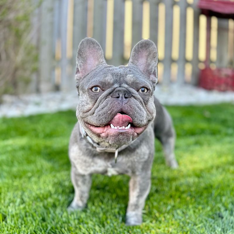 ESFP – French Bulldog