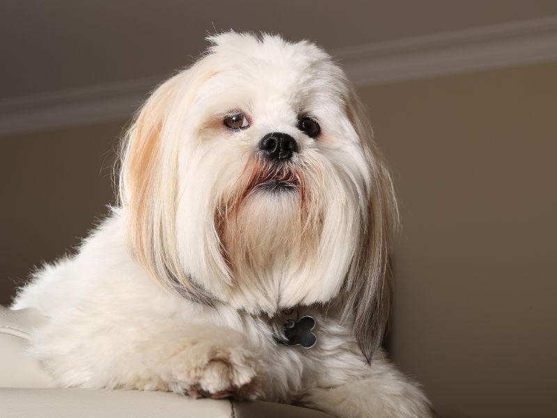 Lhasa Apso: The Tiny Tyrant