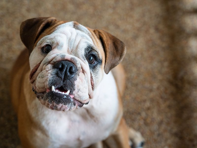 Bulldog: Wrinkled Wonder, Worrisome Teeth