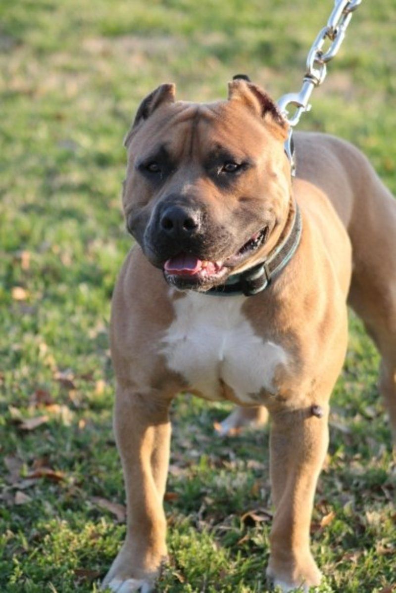 Pit Bull Terrier: Powerful Loyalty Requires Direction