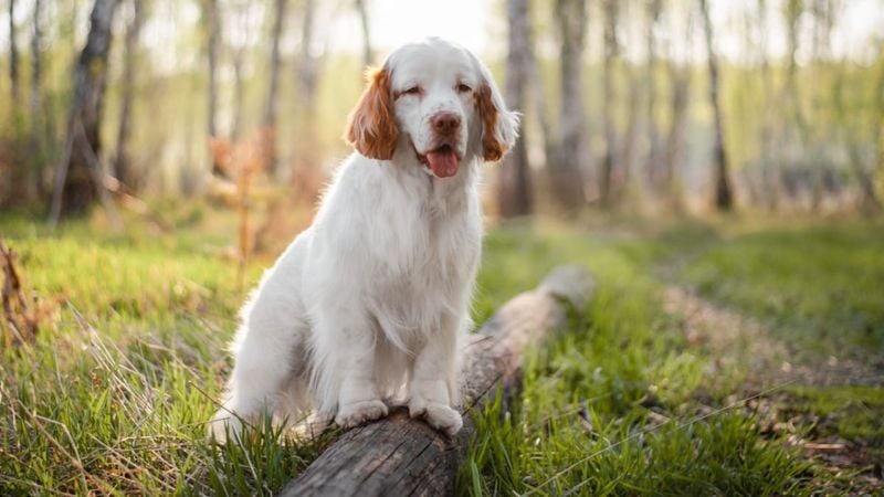 Clumber Spaniel
