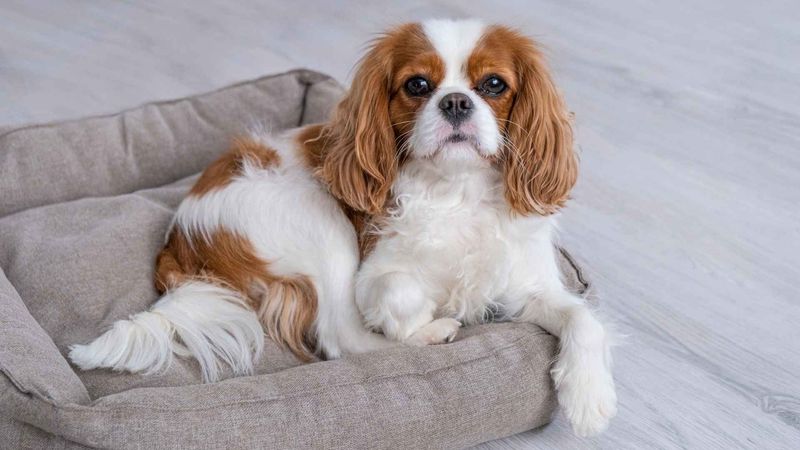 Cavalier King Charles Spaniel: Royally Relaxed Companions