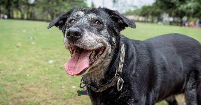 Shorter, Softer Walks