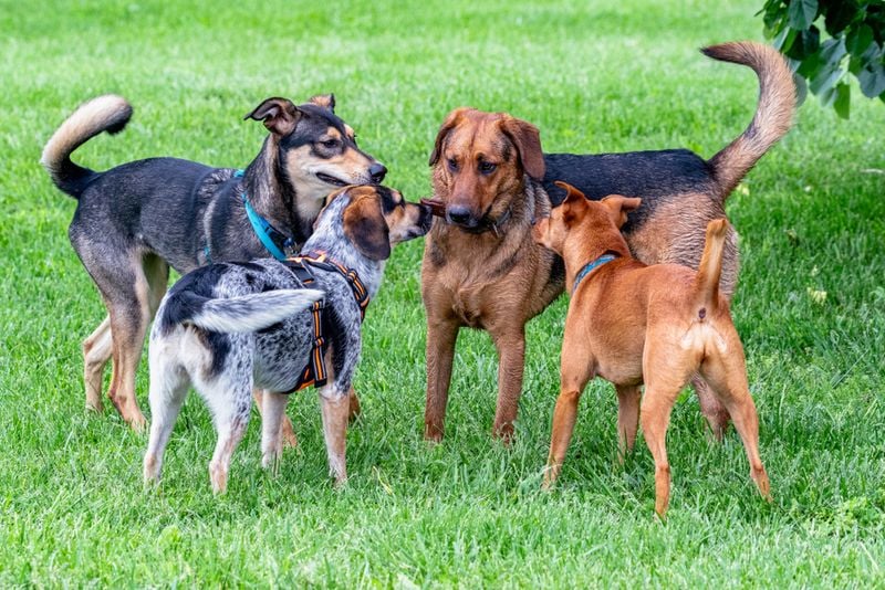 Socializing with Other Dogs
