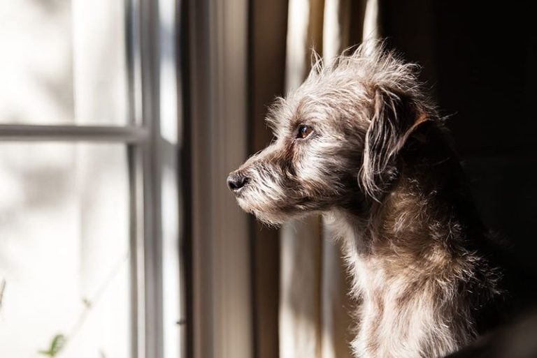 8 Mistakes You’re Making Every Time You Leave Your Dog Home Alone