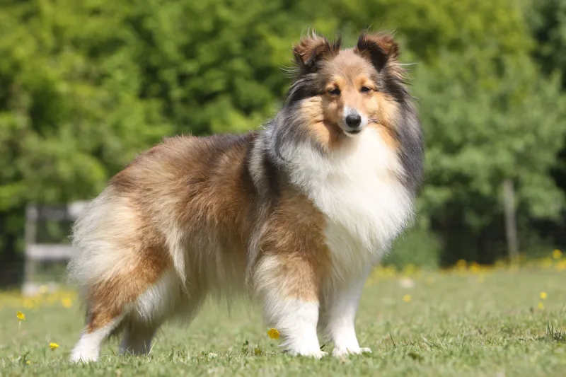 INFJ – Shetland Sheepdog