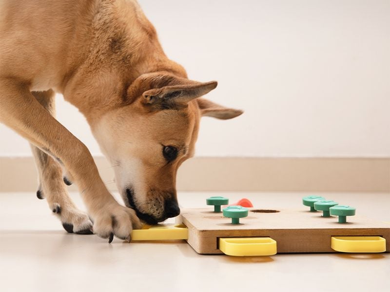 Puzzle Toys and Brain Games