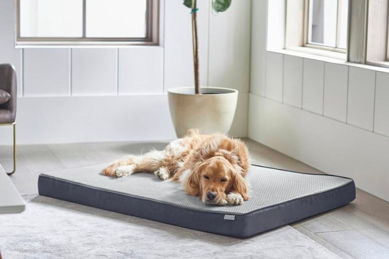 Make Adjustments Based on Your Dog's Feedback
