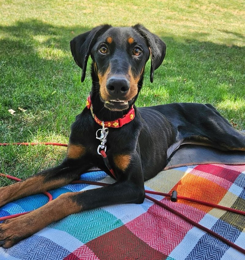 Protective Doberman Pinscher